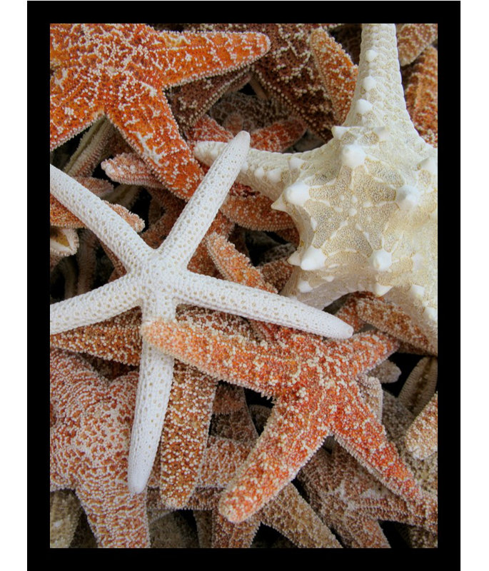«Starfish» par Brandi Fitzgerald, reproduction de photo encadrée, H 24 po x l 18 po x P 1 po