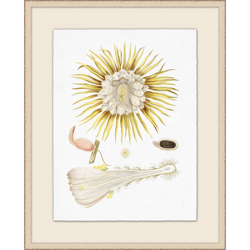 Illustration de gousses en fleurs