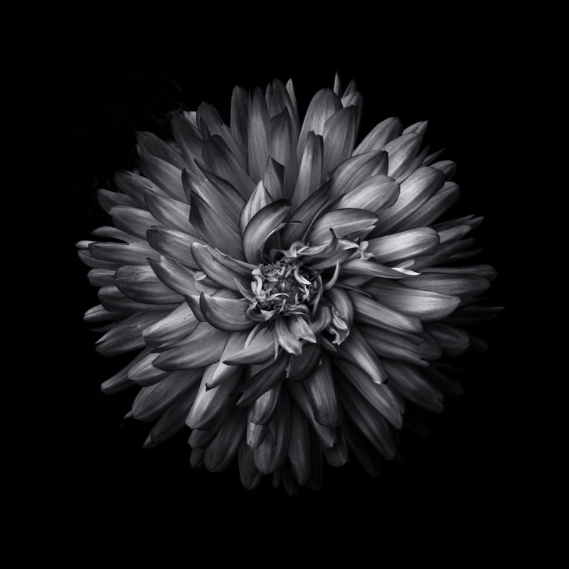 Black And White Mum I by Brian Carson - Wrapped Canvas Art Prints, 76cm H x 76cm W