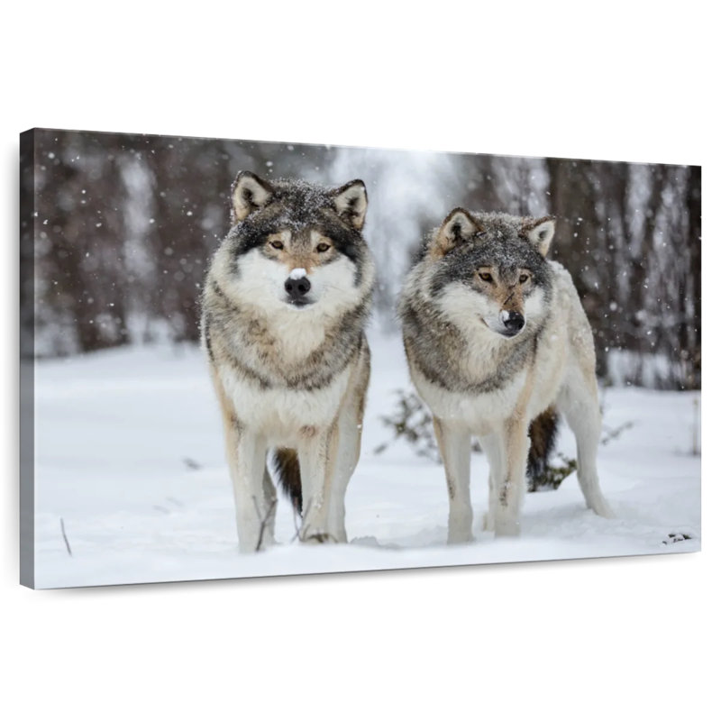 Wolves In Langedrag Nature Park, 8" H x 12" W