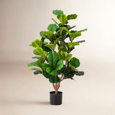 Figuier figuier en pot 41,25 po Amee