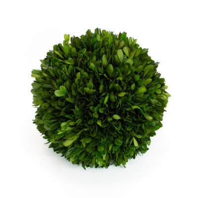Preserved Boxwood Ball