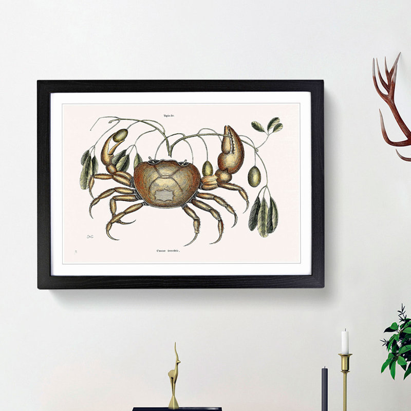 Land Crab by Mark Catesby - Picture Frame Painting Print, 62cm H x 87cm W x 2cm D, Black Framed