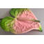 ANTHURIUM 20''-1550889571