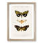 Moth Illustrations Pl.18 by Charles d' Orbigny - Picture Frame Painting Print-55582010-55582011