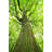 Old Green Tree by Konradlew - Wrapped Canvas Print-551815281
