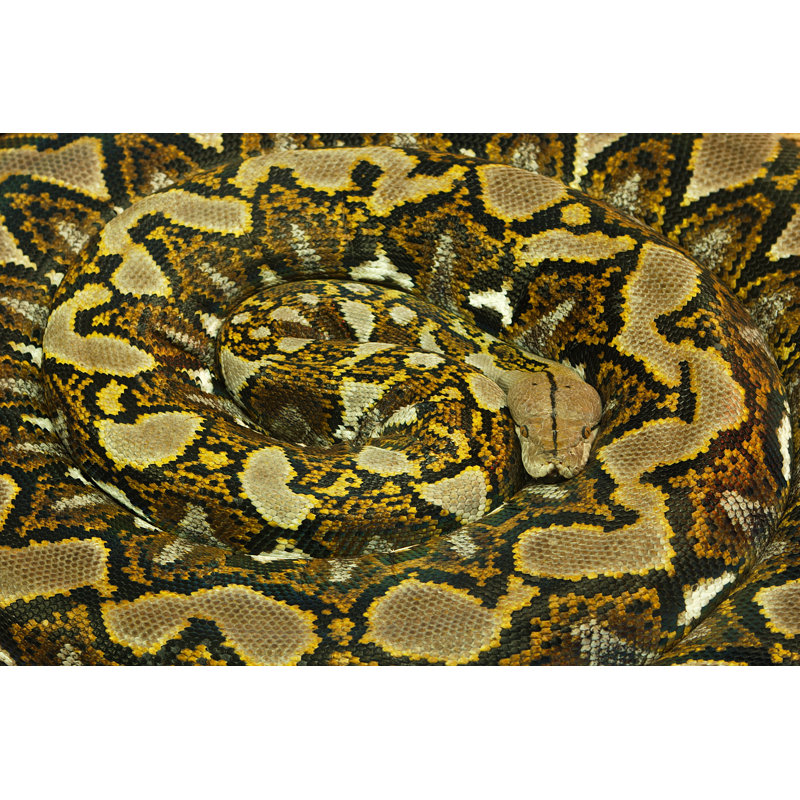 Python Snake Reptile - Wrapped Canvas Print, 81cm H x 122cm W x 3.8cm D