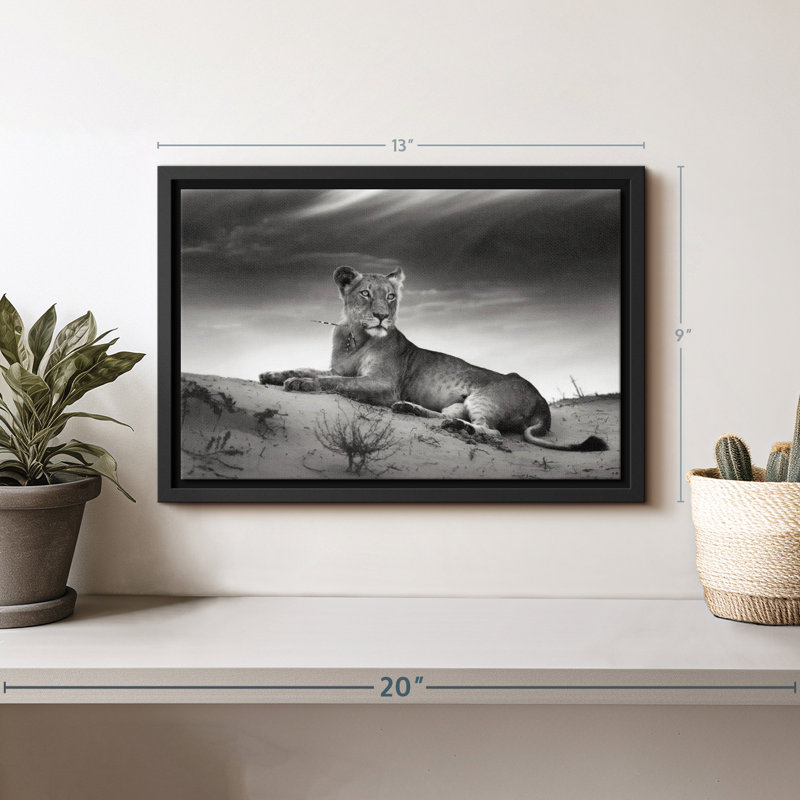 Animal «Lioness Canvas Print», H 9 po x l 13 po