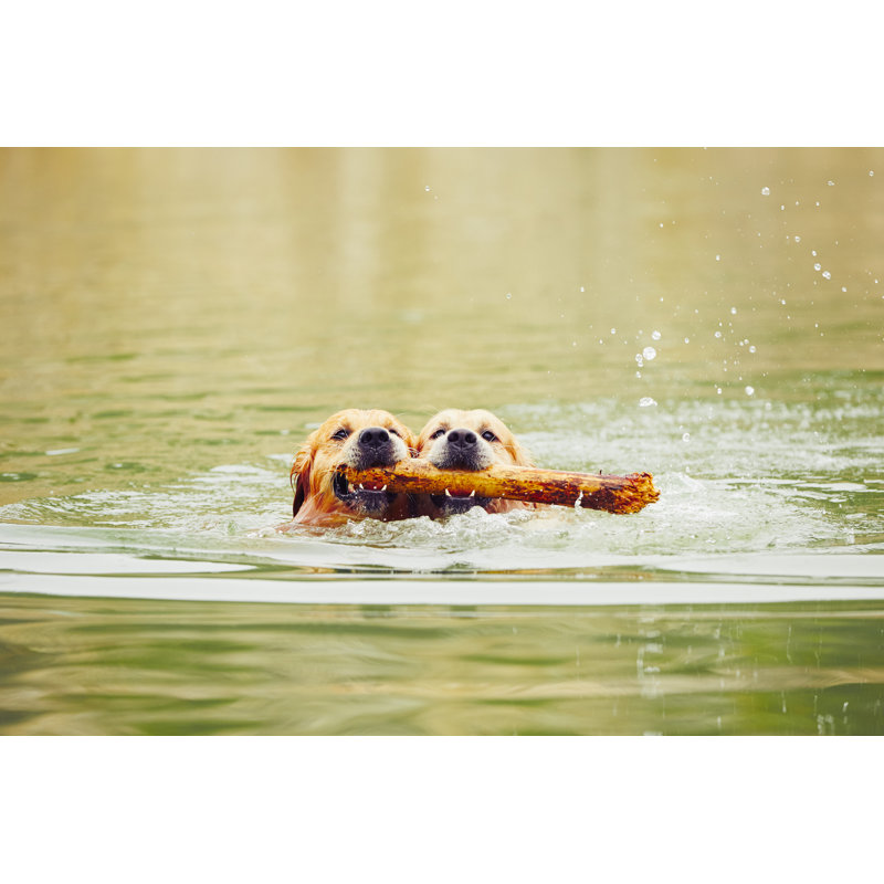 Deux chiens Golden Retriever, H 8 po x l 12 po x P 1,25 po