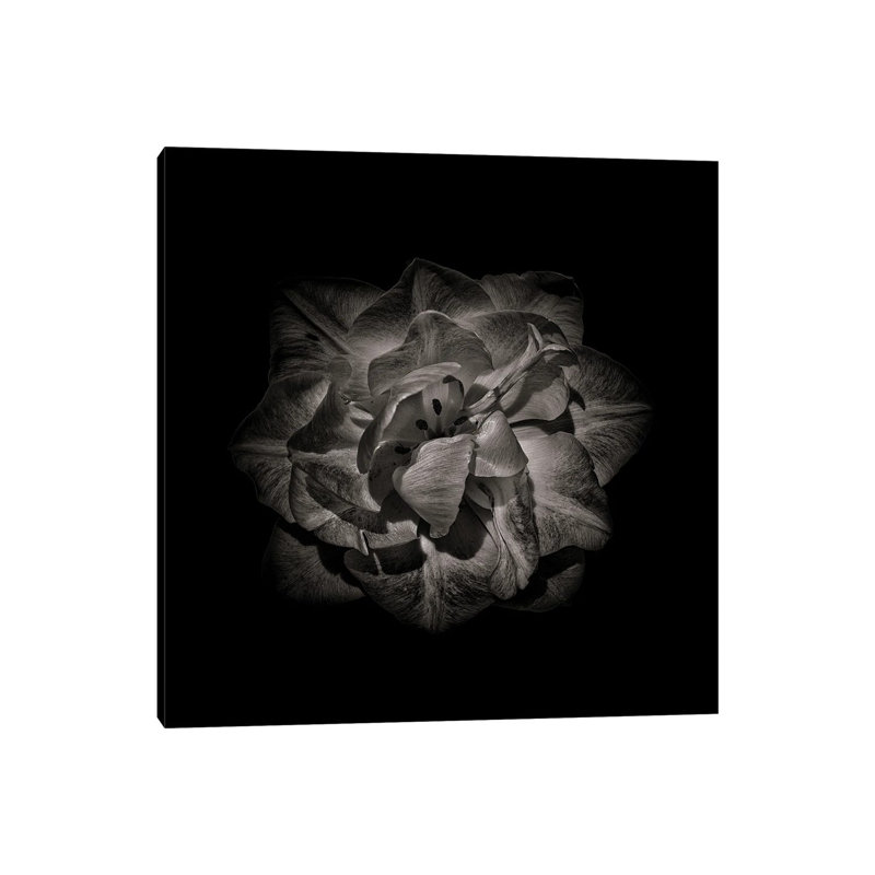 Black And White Peony II by Brian Carson - Wrapped Canvas Print, 66.04 cm H x 66.04 cm W x 3.175 cm D