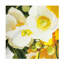  Art mural sur toile Shirley Novak-101101566