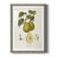 Cadre rétro de qualité supérieure Vintage Pears III prêt à accrocher-669675065-669675071
