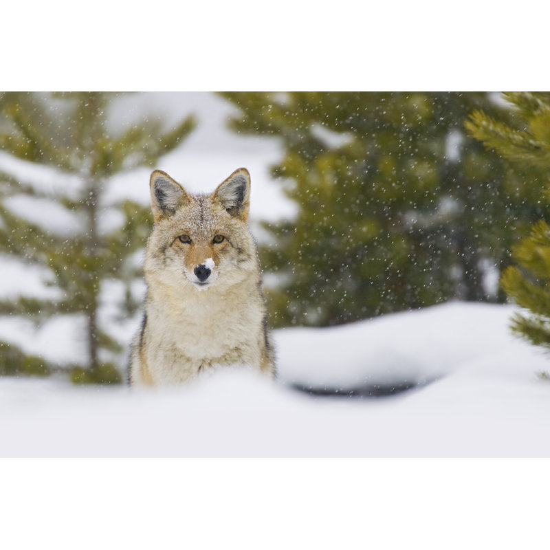 Coyote In Snow Storm by Halbrindley - Wrapped Canvas Print, 30cm H x 46cm W