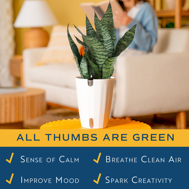 Foliage Snake Plant in Planter