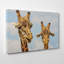 Two Giraffes Chewing Photographic - Wrapped Canvas-19092965