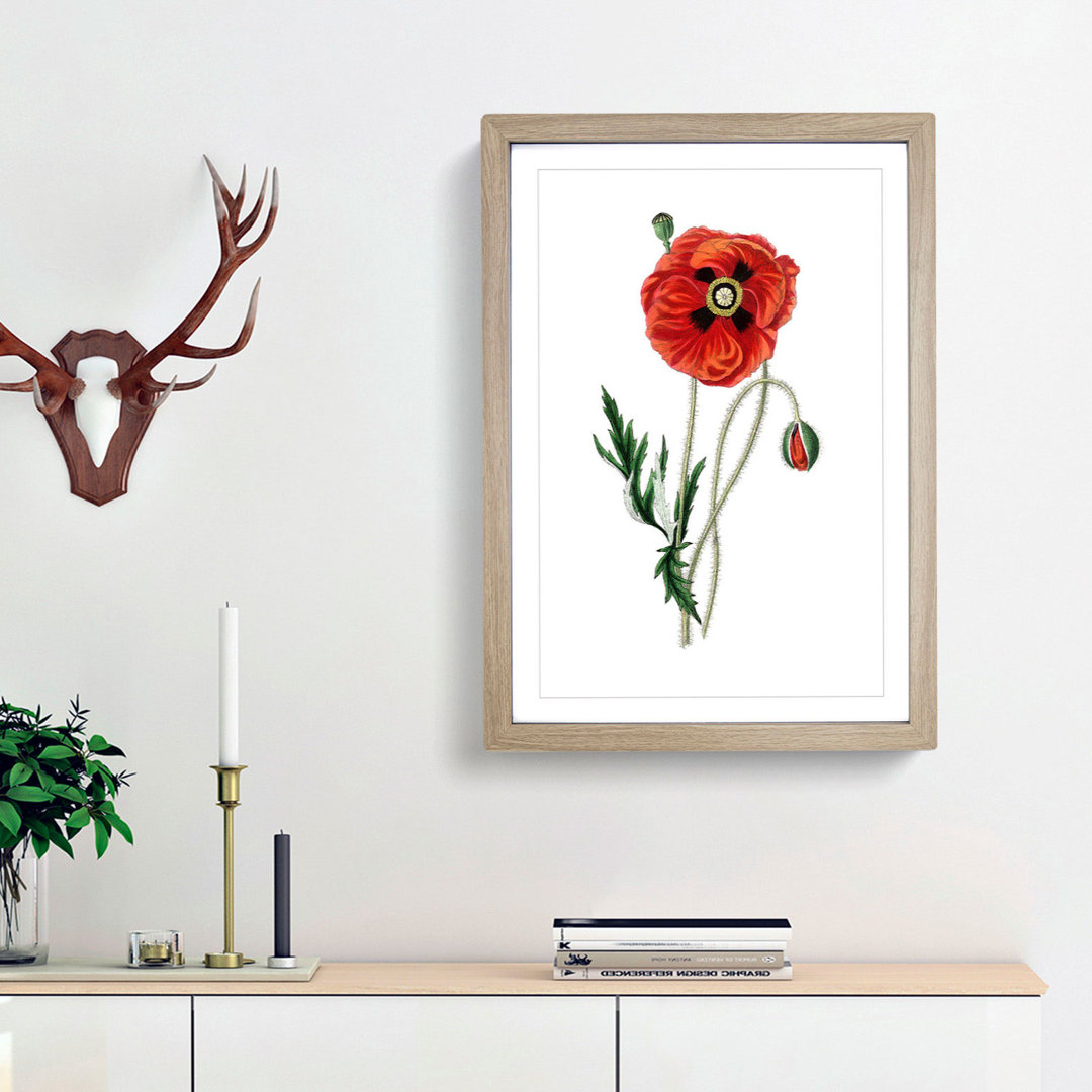 Common Poppy Illustration - Framed Print