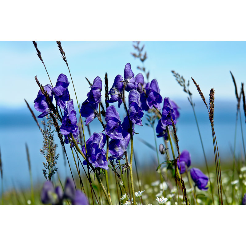 Toundra couverte de fleurs d'aconite. par Alexsid - Photographie sur toile tendue, H 8 po x l 12 po
