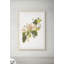 Blackberry Blossom 1 Print-408743491