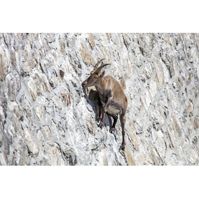 Alpine Ibex At Cingino Dam by Senorcampesino - Wrapped Canvas Print