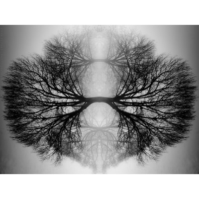 " Reflections "
