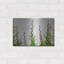 «Vine» par Dennis Frates-42070988