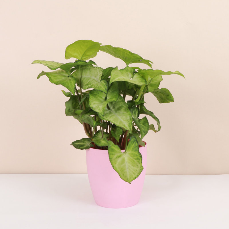 Live White Butterfly Plant in Classic Pot,  6'' H X 4'' W X 4'' D, Gold