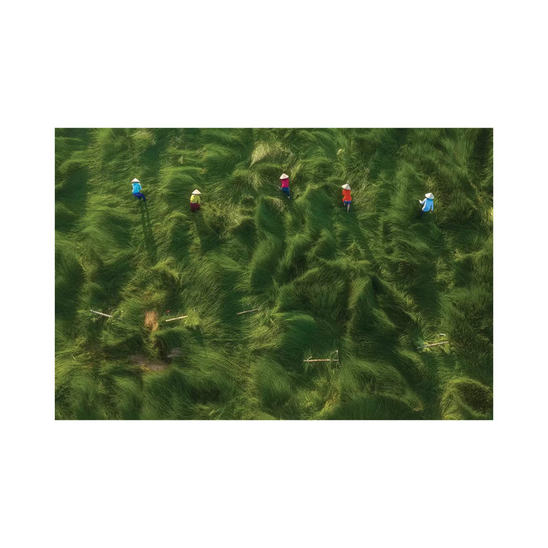 Water-Chestnuts Harvesting by Trung Pham - Wrapped Canvas Gallery-Wrapped Canvas Giclée, 45.72 cm H x 66.04 cm W
