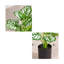 19,69 plante