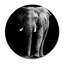 Elephant Frontal Print-23528009