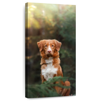 Retriever Dog In Forest