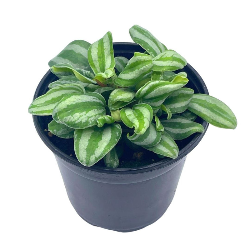Peperomia Mini Watermelon, 4 Inch