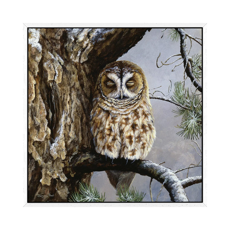 Half Asleep - Tawny Owl by Jeremy Paul - Painting on Canvas, White Framed, 66.04cm H x 66.04cm W x 3.81cm D