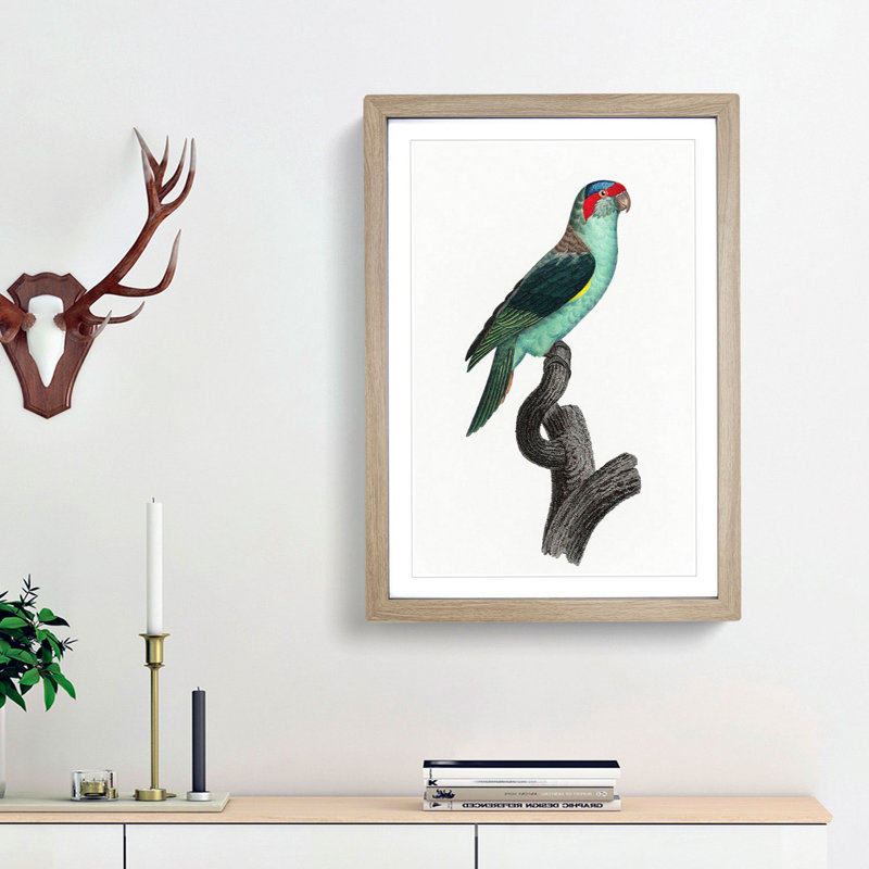 A Musk Lorikeet by F. Levaillant - Framed Print, 45cm H x 33cm W x 2cm D, Oak Framed