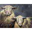 Two Sheeps Print On Canvas
