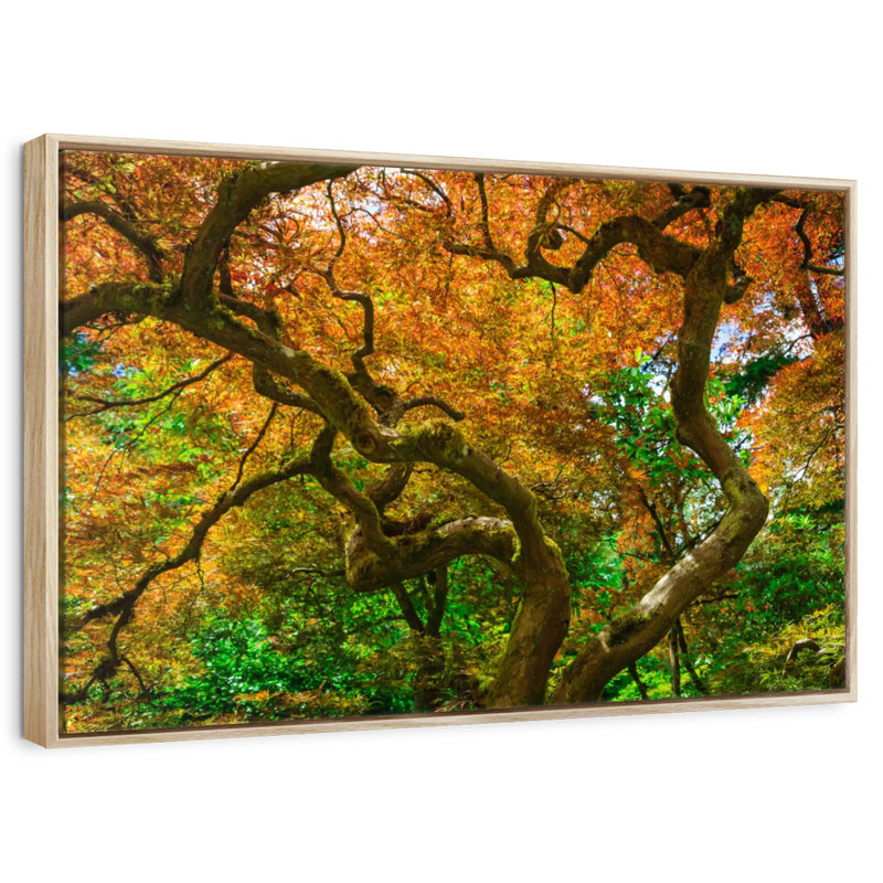 Mossy Maple Tree, Floating Frame Natural Wood, 37" X 25"