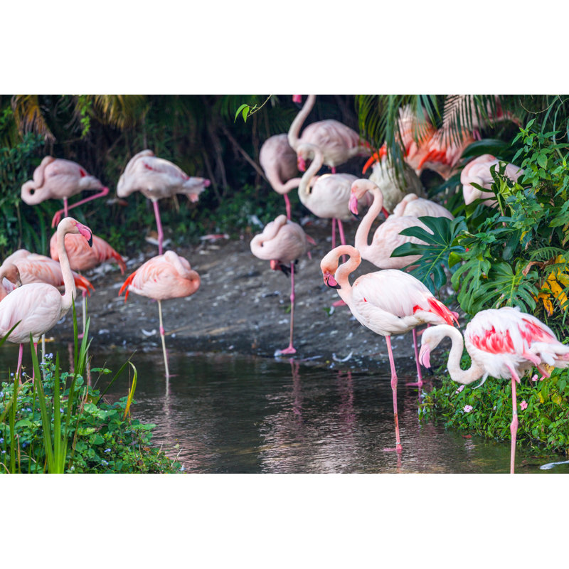 Flamants roses par Fenlio - Photographie sur toile tendue, H 24 po x l 36 po