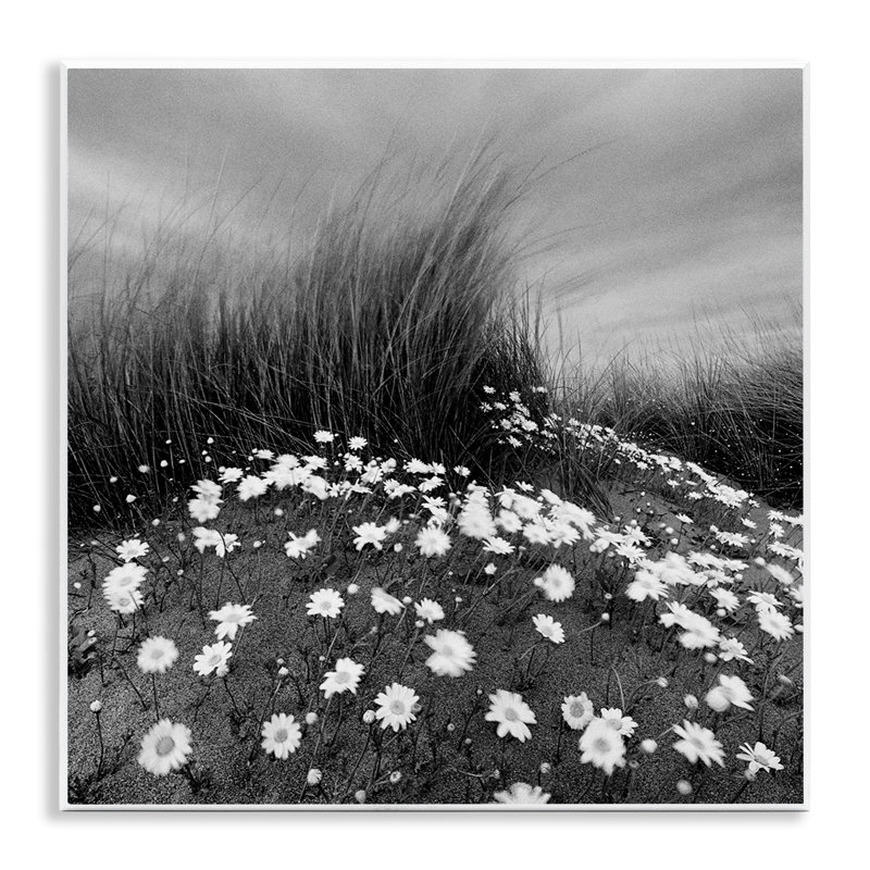 "Sand Daisies on Hill" par Chip Forelli