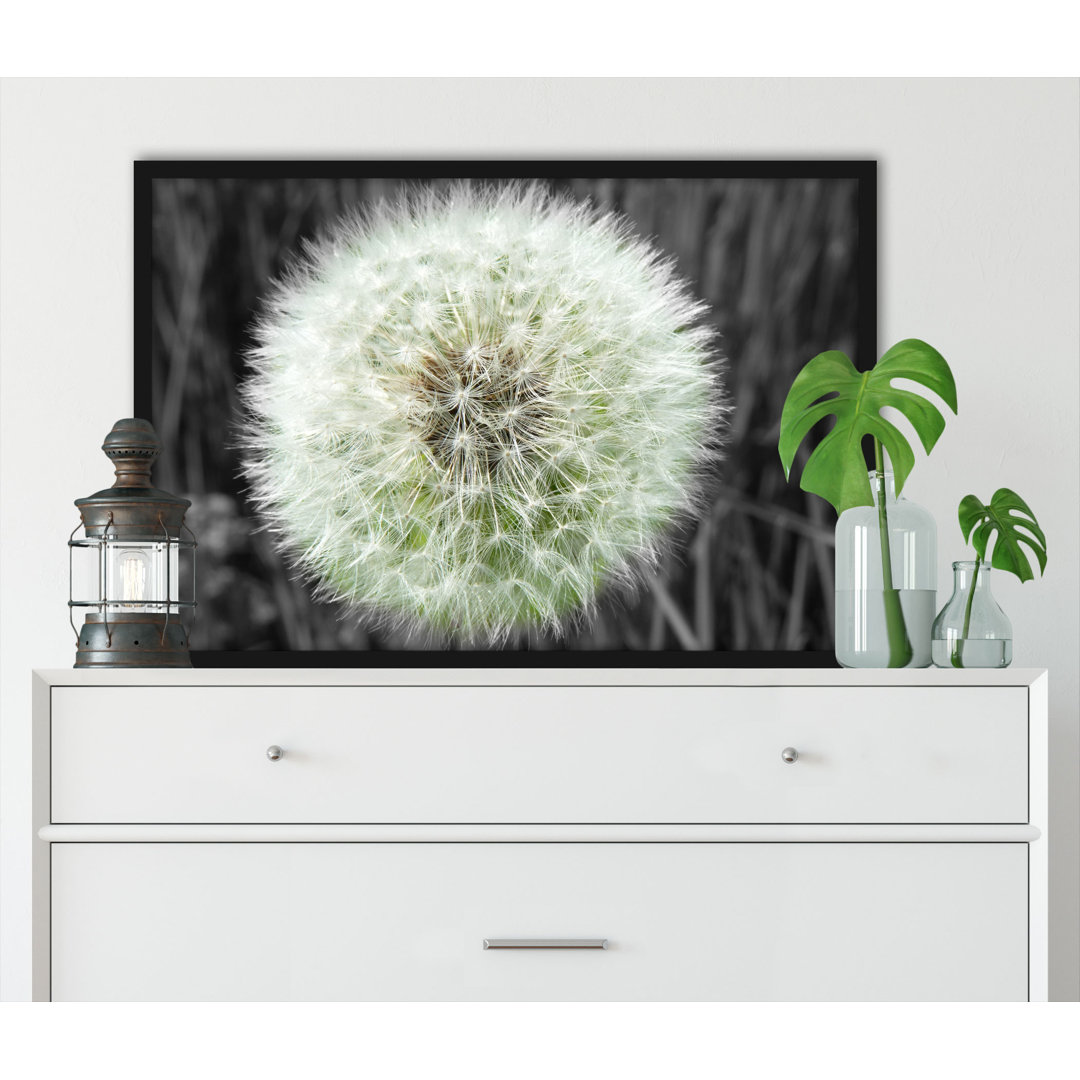 Gerahmter Grafikdruck "Classic, Delicate Dandelion"