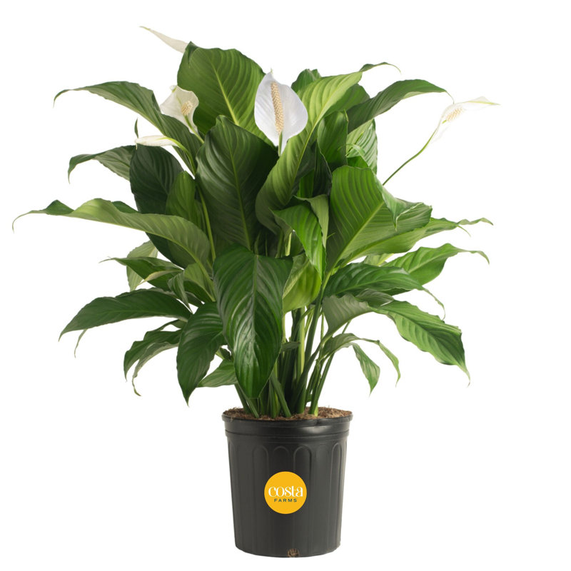 Peace Lily in Nursery Pot