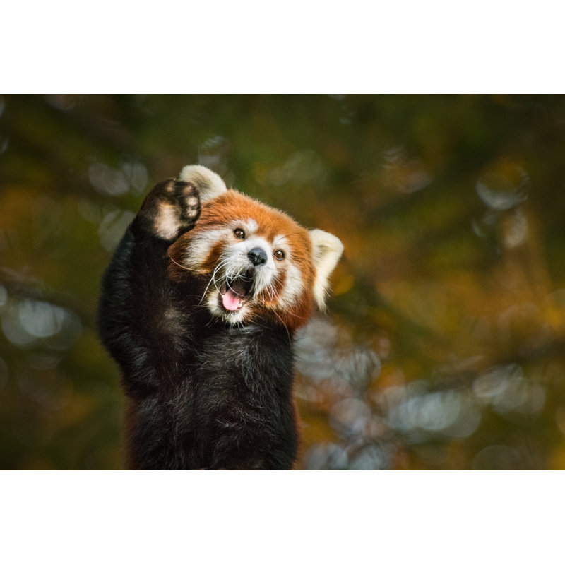 Panda rouge par Zocha_K, H 20 po x l 30 po