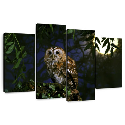 Brampt Tawny Owl