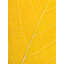 Autumn Leaf Print by Philippe Monthoux-65800451-65800452