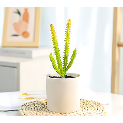 Plante grasse de 7,87 po