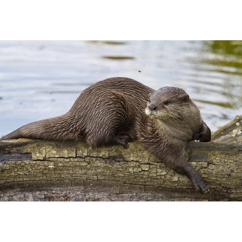 " Otter Sun Bathing " by Jrleyland, 12" W x 8" H