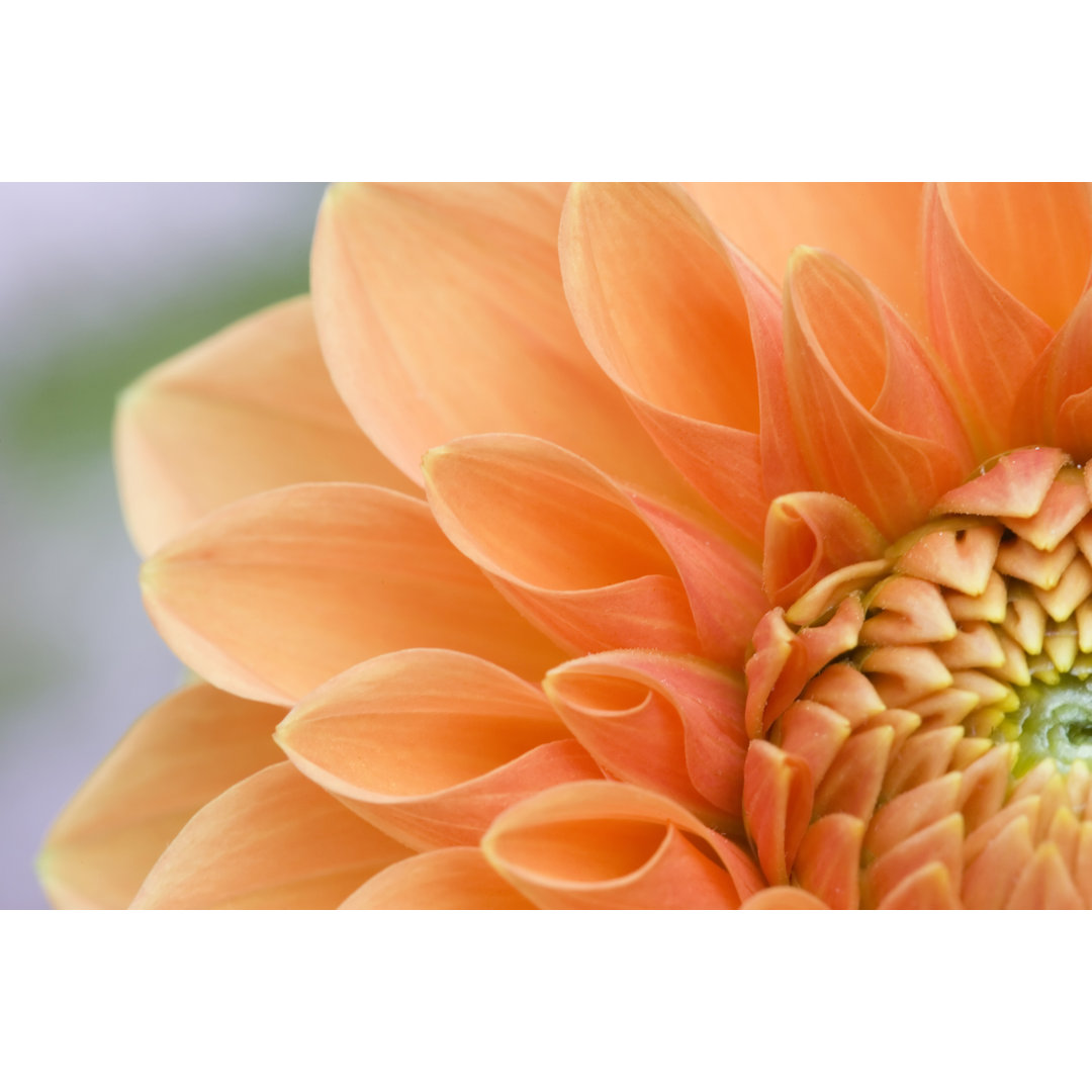 Leinwandbild Macro View Of Orange Dahlia von Dmathies