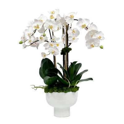 Orchidée dans un bol avec support