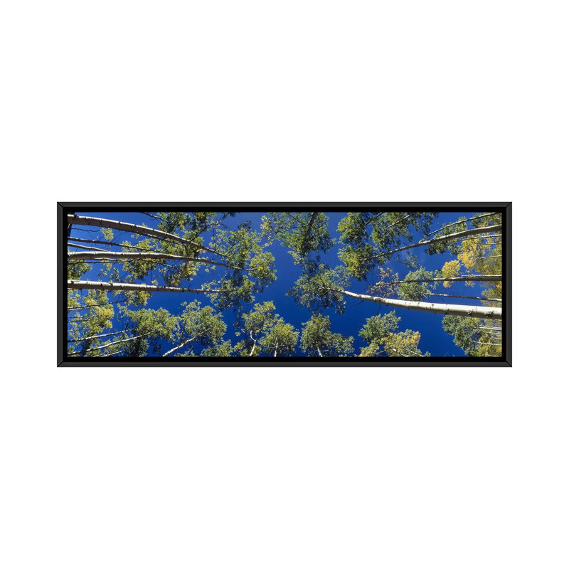 « panoramique white aspen trees », reproduction de photo sur toile tendue, H 16 po x l 48 po x P 1,5 po