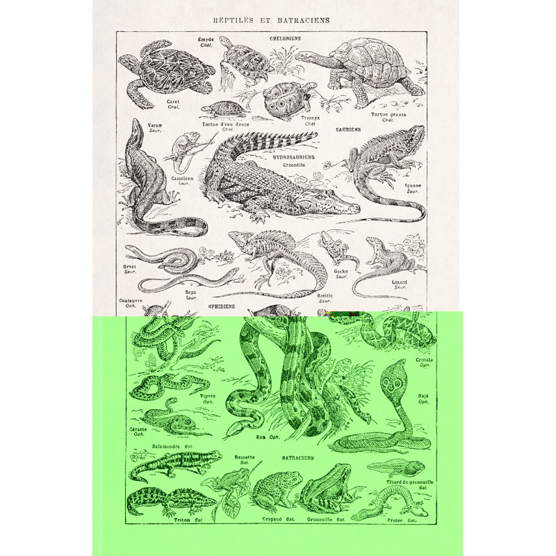 Illustration sur les reptiles, L 12 po x H 18 po