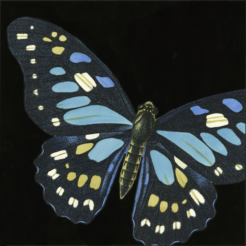 Small Dramatic Butterflies II (P) by Vision Studio - Wrapped Canvas Art Prints, 30cm H x 30cm W x 3.8cm D