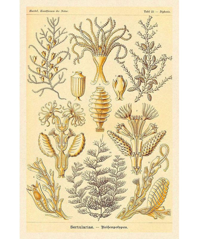 Caneck, Haeckel gris, Ernst, art sur toile tendue, Haeckel, Nature, illustrations: Sertulariae, H 24 po x l 17 po